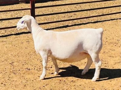 LOT 53 1X WIT DORPER T5 OOI/EWE DE WITT & SEUN WIT DORPERS