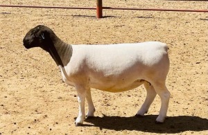 LOT 134 1X DORPER T5 OOI/EWE KOWIE DE WITT DORPERS