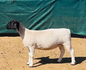 LOT 137 1X DORPER T5 OOI/EWE KOWIE DE WITT DORPERS