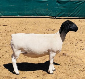 LOT 135 1X DORPER T5 OOI/EWE KOWIE DE WITT DORPERS