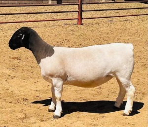 LOT 136 1X DORPER T5 OOI/EWE KOWIE DE WITT DORPERS