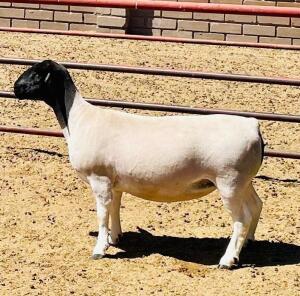 LOT 138 1X DORPER STUD OOI/EWE KOWIE DE WITT DORPERS