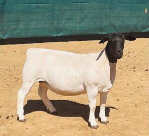 LOT 170 2X DORPER T5 OOI/EWE KOWIE DE WITT DORPERS