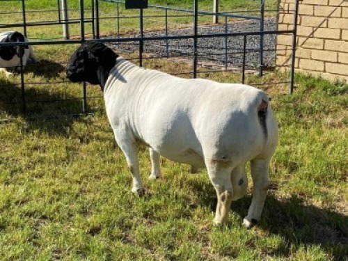 LOT 6 1X DORPER RAM Leroy Phillips TYPE 5