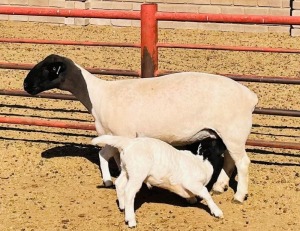 LOT 89 1+2X DORPER FLOCK OOI/EWE KOWIE DE WITT DORPERS