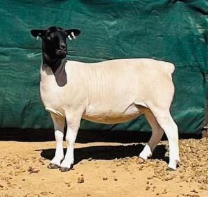 LOT 171 1X DORPER T5 OOI/EWE KOWIE DE WITT DORPERS