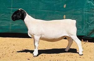 LOT 172 2X DORPER STUD OOI/EWE KOWIE DE WITT DORPERS