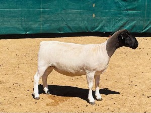 WITHDRAW -LOT 92 1X DORPER OOI/EWE KOWIE DE WITT DORPERS