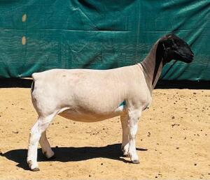 LOT 173 3X DORPER FLOCK/T5/FLOCK OOI/EWE KOWIE DE WITT DORPERS