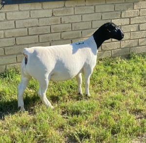 LOT 23 1X DORPER EWE Leroy Phillips TYPE 5