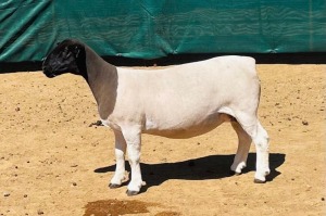 LOT 174 3X DORPER STUD/STUD/FLOCK OOI/EWE KOWIE DE WITT DORPERS