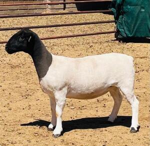 LOT 185 3X DORPER STUD OOI/EWE KOWIE DE WITT DORPERS