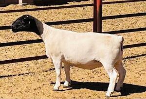 LOT 186 2X DORPER STUD/FLOCK OOI/EWE KOWIE DE WITT DORPERS