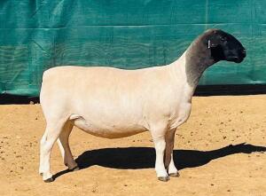 LOT 188 1X DORPER STUD OOI/EWE KOWIE DE WITT DORPERS