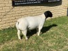 LOT 7 1X DORPER RAM Leroy Phillips TYPE 5