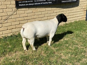 LOT 7 1X DORPER RAM Leroy Phillips TYPE 5