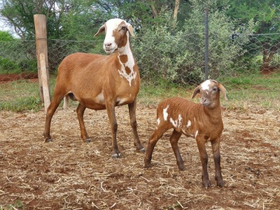 LOT 131 1X MEATMASTER OOI MET LAM/EWE WITH LAMB THABA MEATMASTERS