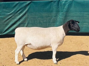 LOT 187 1X DORPER T5 OOI/EWE KOWIE DE WITT DORPERS