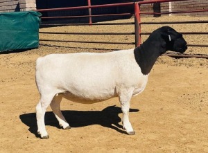 LOT 189 1X DORPER STUD OOI/EWE KOWIE DE WITT DORPERS