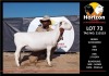 LOT 73 1X WITDORPER T5 OOI/EWE HORIZON WITDORPERS