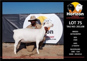 LOT 75 1X WITDORPER T5 OOI/EWE HORIZON WITDORPERS