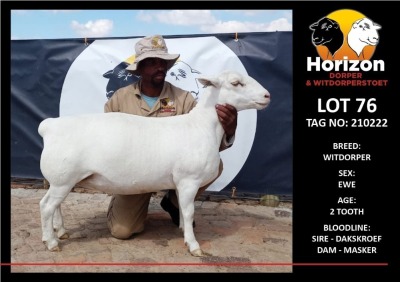 LOT 76 1X WITDORPER FLOCK OOI/EWE HORIZON WITDORPERS