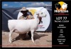 LOT 77 1X WITDORPER T5 OOI/EWE HORIZON WITDORPERS