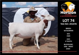 LOT 74 1X WITDORPER T5 OOI/EWE HORIZON WITDORPERS