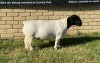 LOT 9 1X DORPER RAM Leroy Phillips TYPE 5