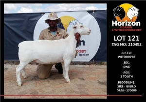 LOT 121 1X WITDORPER STUD OOI/EWE HORIZON WITDORPERS