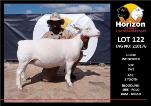 LOT 122 1X WITDORPER T5 OOI/EWE HORIZON WITDORPERS