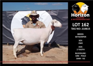 LOT 162 1X WITDORPER STUD OOI/EWE HORIZON WITDORPERS