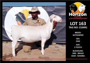 LOT 163 1X WITDORPER STUD OOI/EWE HORIZON WITDORPERS