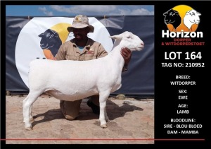 LOT 164 1X WITDORPER FLOCK OOI/EWE HORIZON WITDORPERS