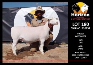 LOT 180 1X WITDORPER STUD OOI/EWE HORIZON WITDORPERS