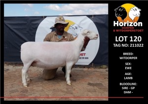 LOT 120 1X WITDORPER STUD OOI/EWE HORIZON WITDORPERS