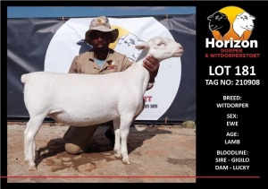 LOT 181 1X WITDORPER STUD OOI/EWE HORIZON WITDORPERS