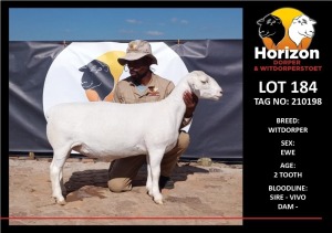 LOT 184 1X WITDORPER STUD OOI/EWE HORIZON WITDORPERS