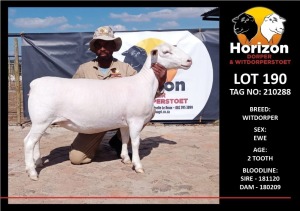 LOT 190 1X WITDORPER STUD OOI/EWE HORIZON WITDORPERS