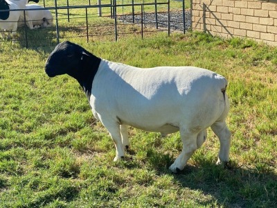 LOT 8 1X DORPER RAM Leroy Phillips TYPE 5