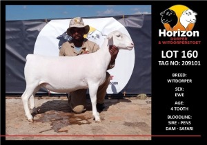 LOT 160 1X WITDORPER STUD OOI/EWE HORIZON WITDORPERS