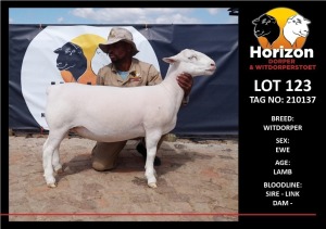 LOT 123 1X WITDORPER STUD OOI/EWE HORIZON WITDORPERS