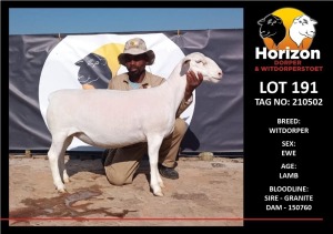 LOT 191 1X WITDORPER T5 OOI/EWE HORIZON WITDORPERS