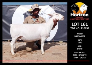 LOT 161 1X WITDORPER T5 OOI/EWE HORIZON WITDORPERS