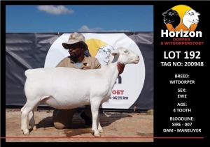 LOT 192 1X WITDORPER T5 OOI/EWE HORIZON WITDORPERS