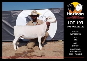 LOT 193 1X WITDORPER T5 OOI/EWE HORIZON WITDORPERS