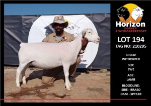 LOT 194 1X WITDORPER T5 OOI/EWE HORIZON WITDORPERS