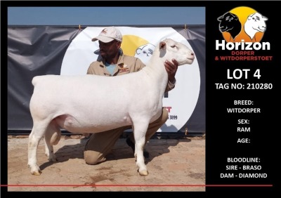 LOT 4 1X WITDORPER STUD RAM HORIZON WITDORPERS