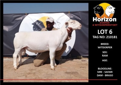 LOT 6 1X WITDORPER FLOCK RAM HORIZON WITDORPERS