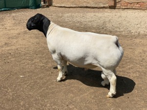 LOT 10 1X DORPER RAM Leroy Phillips TYPE 5